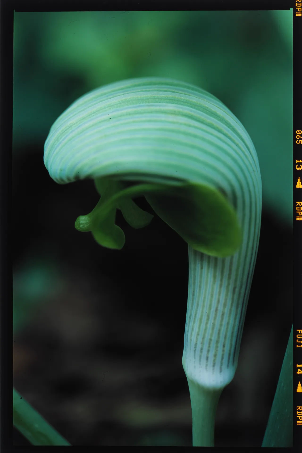 Arisaema ringens - 武蔵鐙